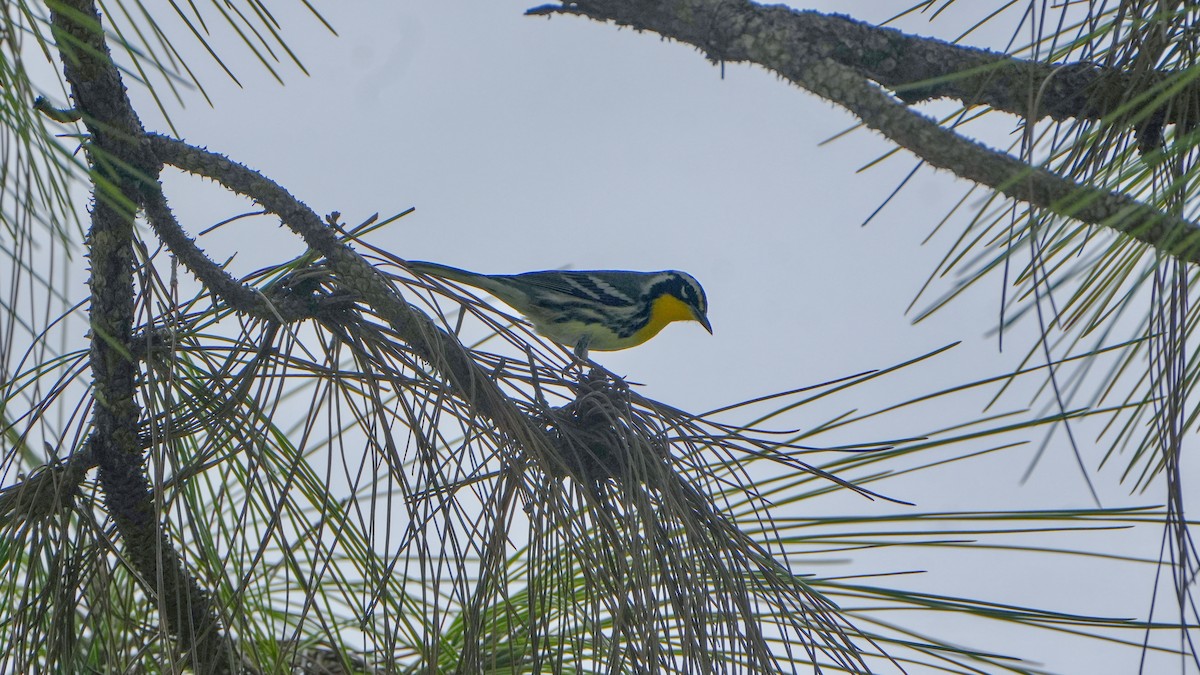 Yellow-throated Warbler - ML642871147