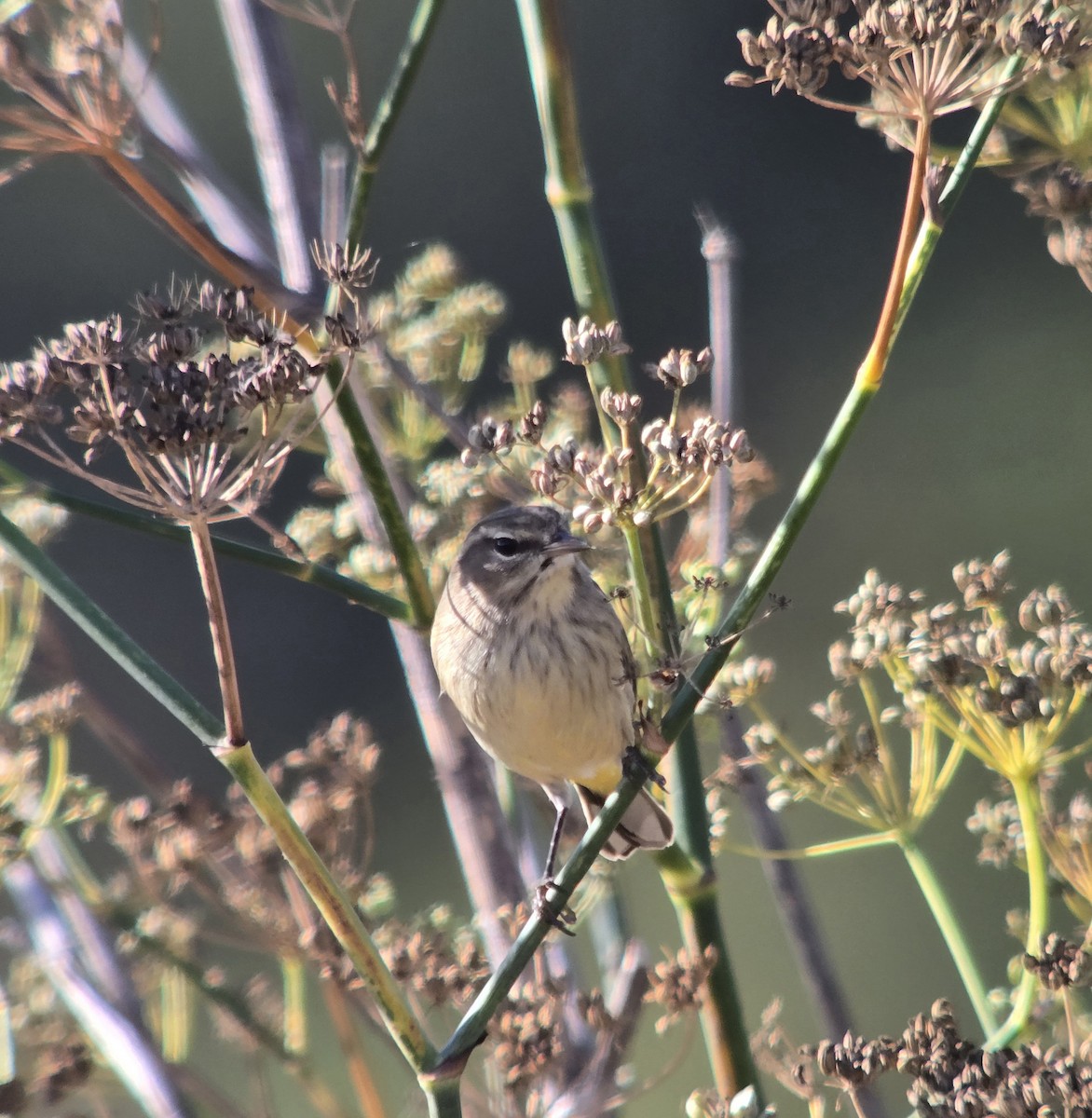 Palm Warbler (Western) - ML642871148