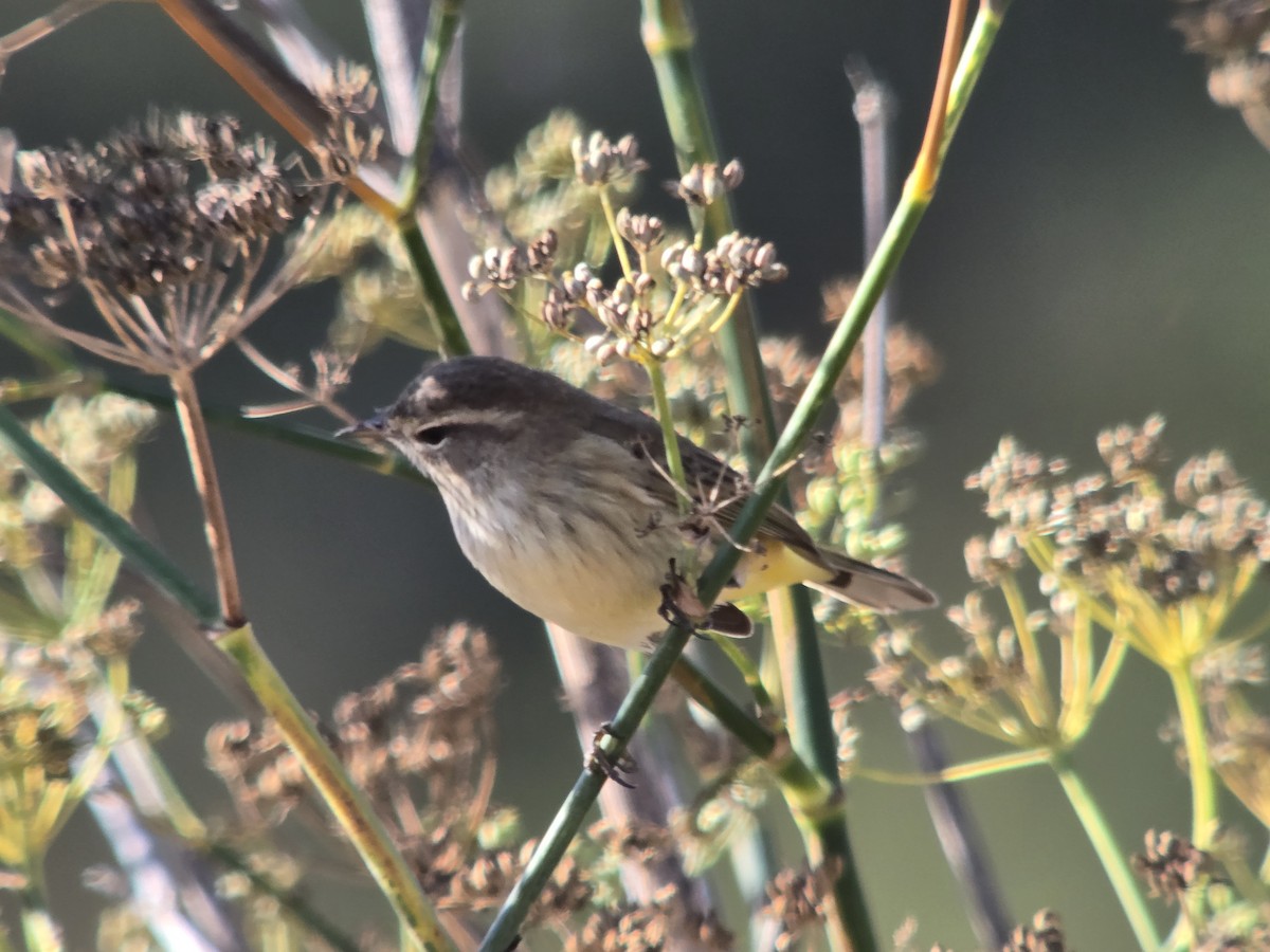 Palm Warbler (Western) - ML642871149
