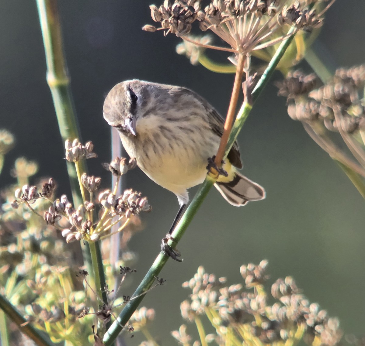Palm Warbler (Western) - ML642871150