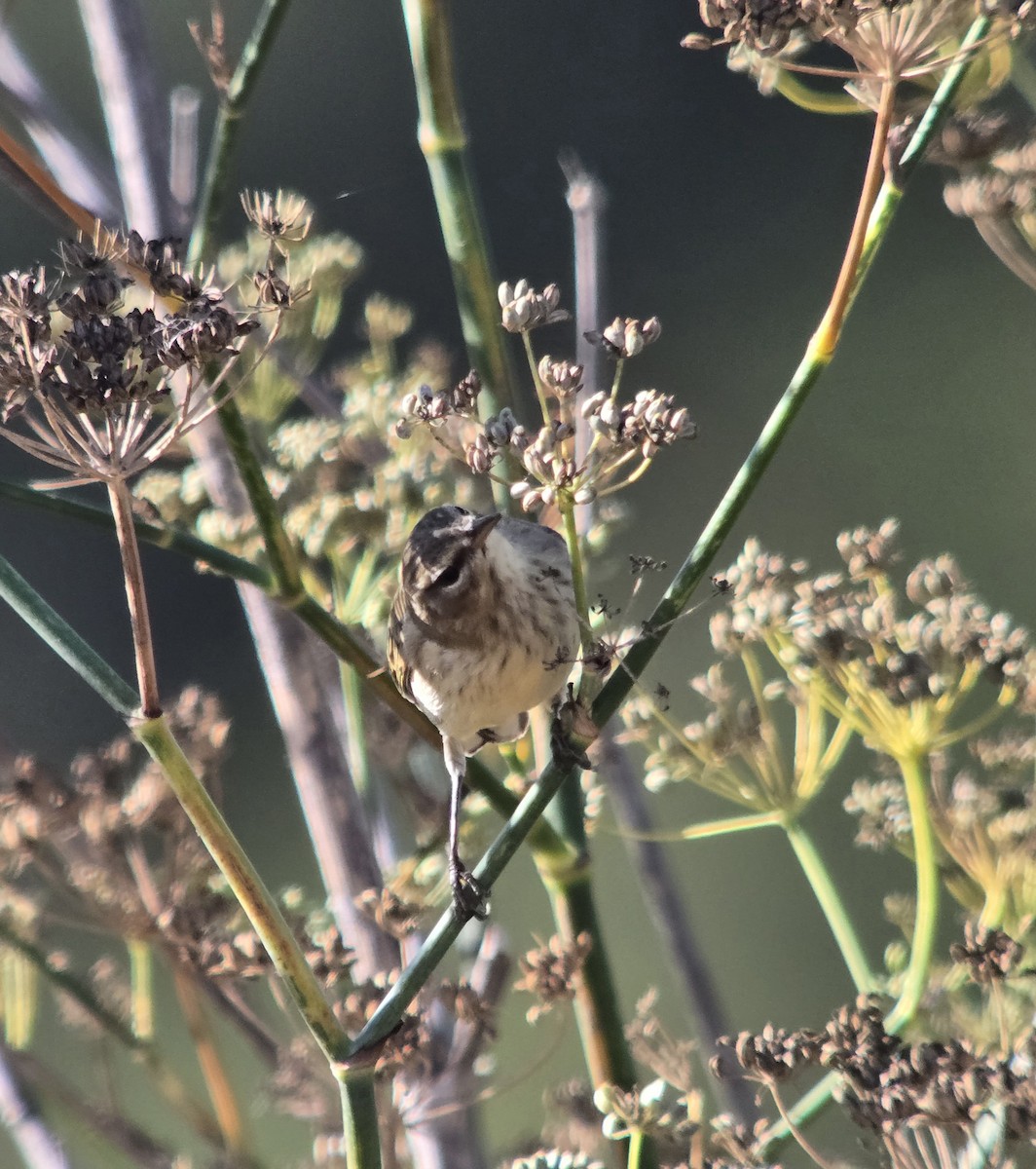 Palm Warbler (Western) - ML642871151