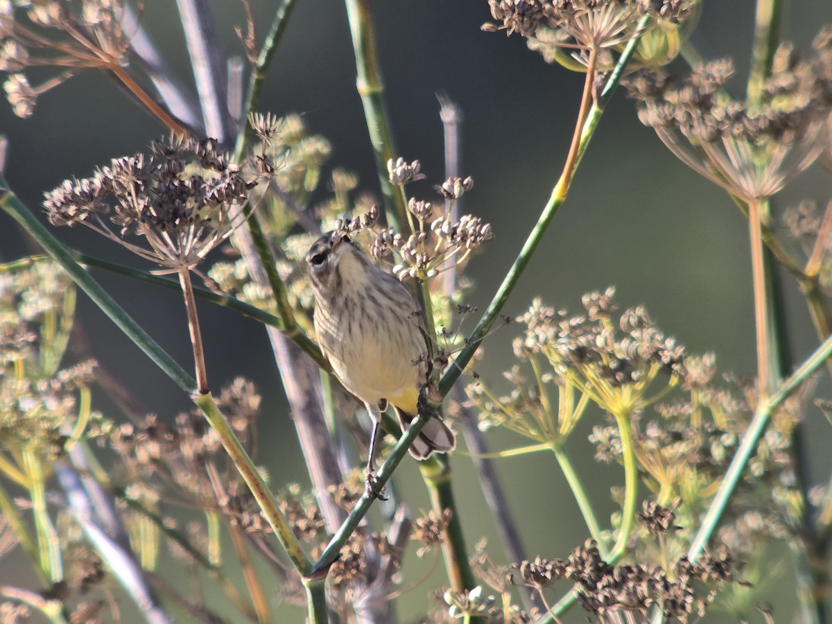 Palm Warbler (Western) - ML642871152