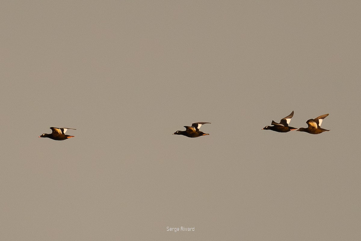 White-winged Scoter - ML642871154