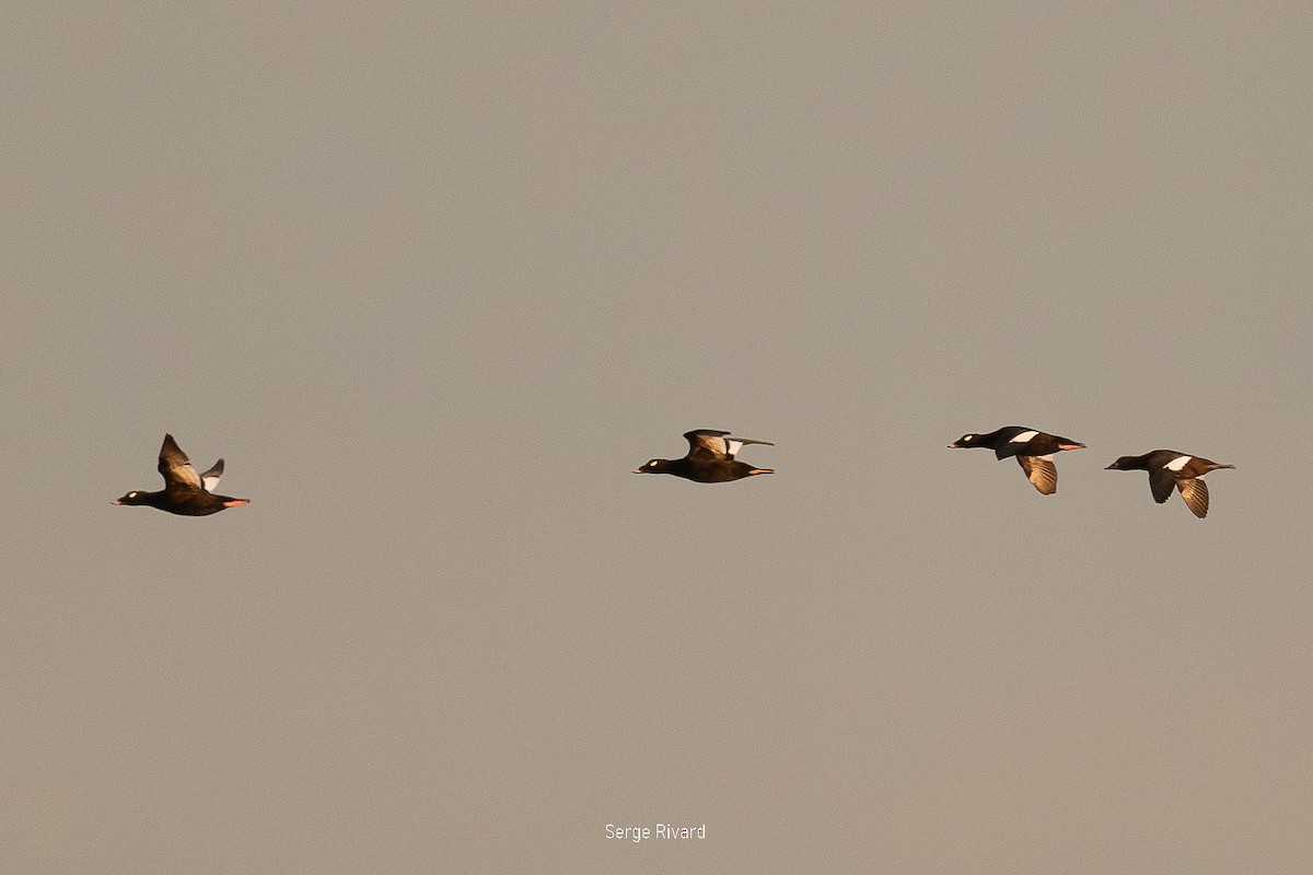 White-winged Scoter - ML642871155
