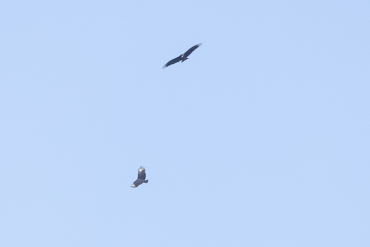 Black Vulture - ML642871157