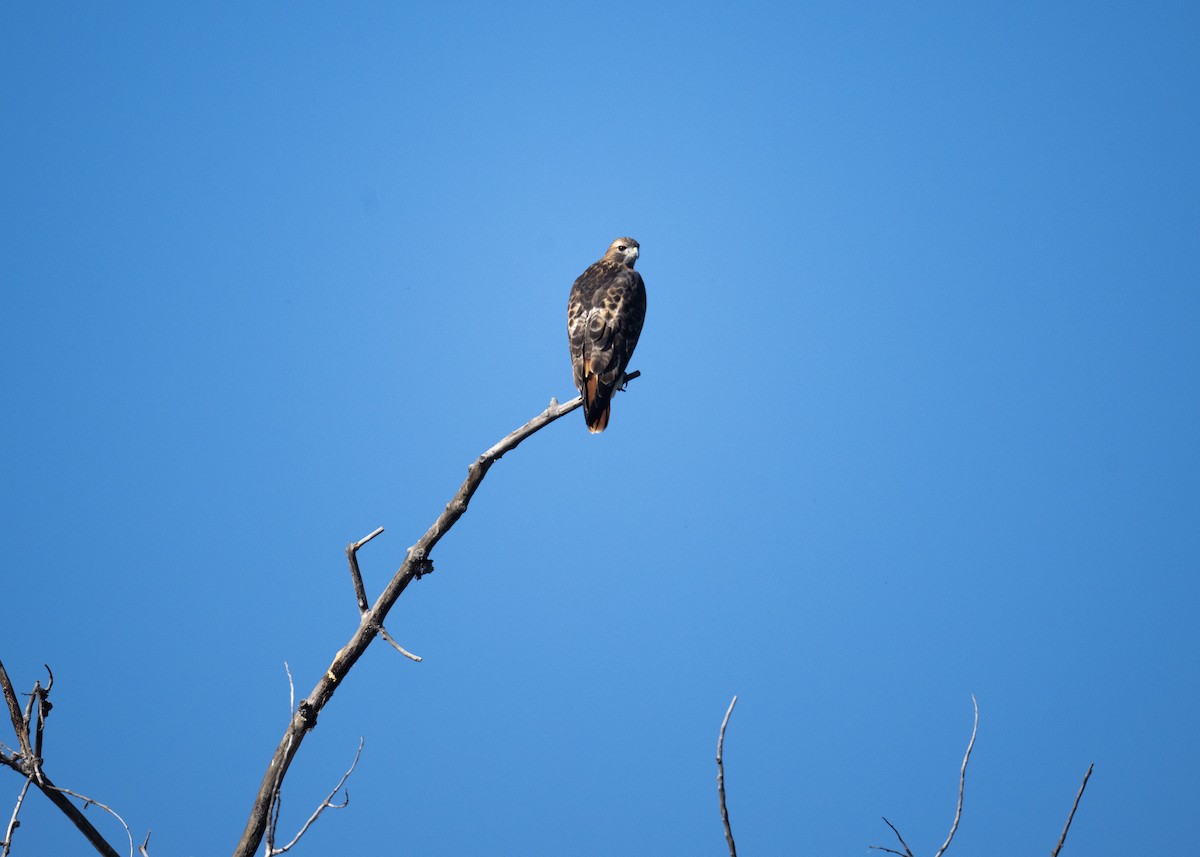 Red-tailed Hawk - ML642871158