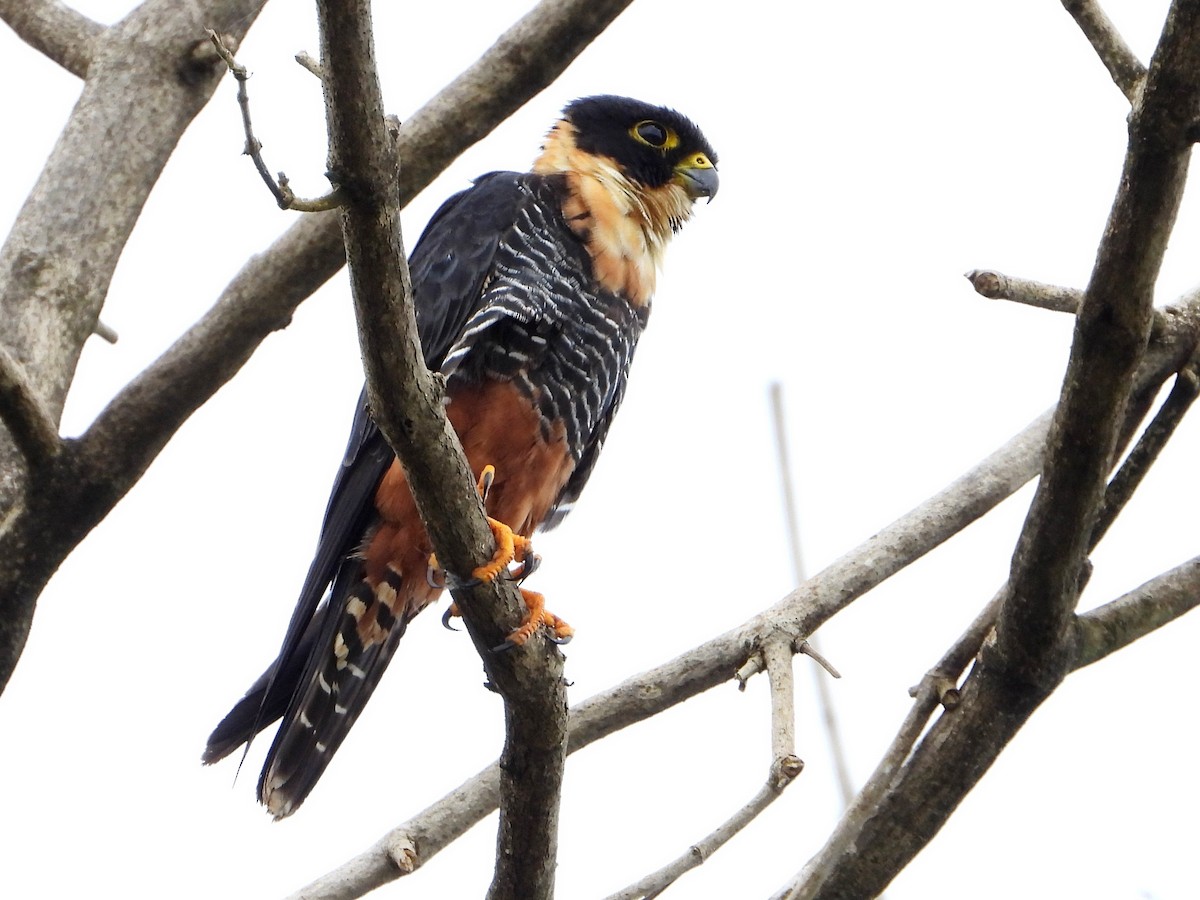 Bat Falcon - ML642871159