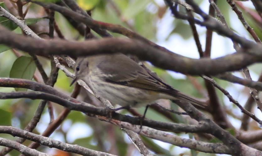 Cape May Warbler - ML642871168