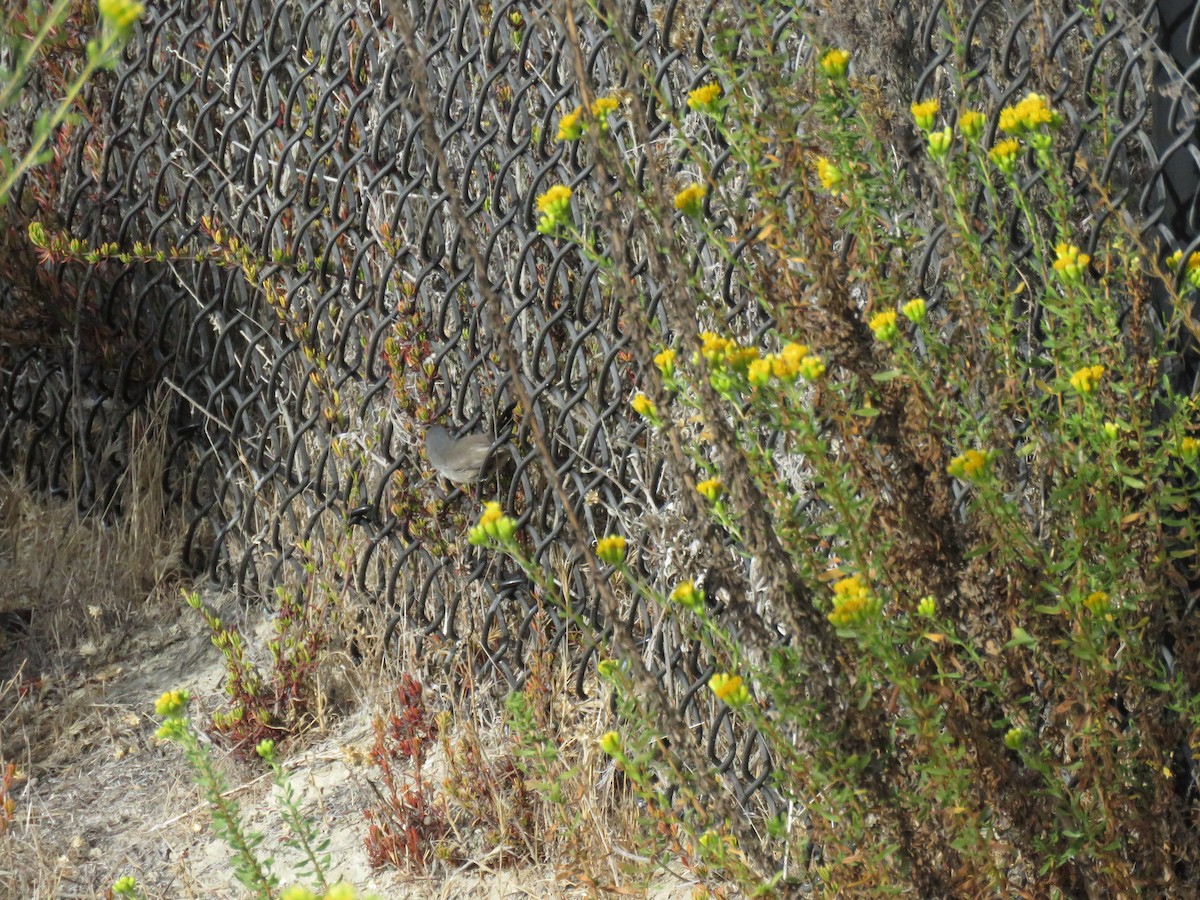 California Gnatcatcher - ML642871170