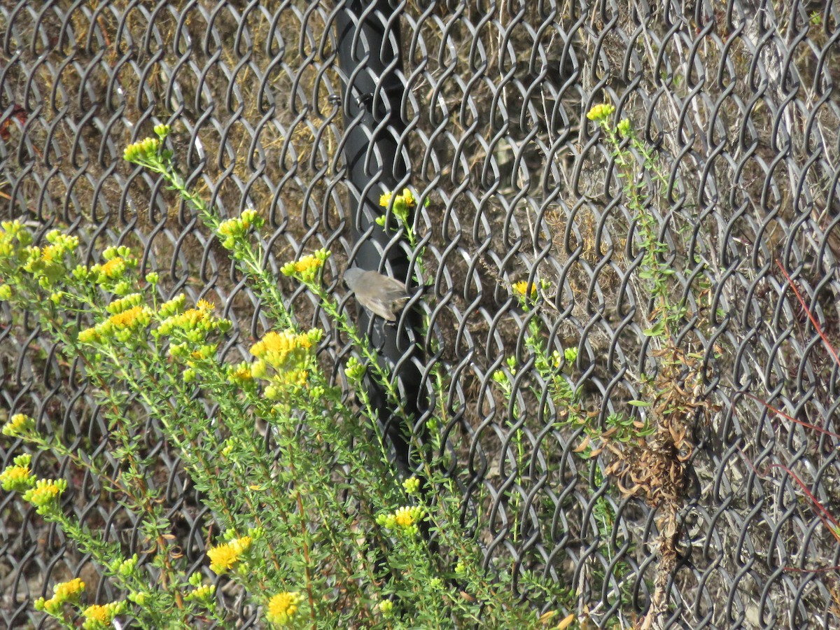 California Gnatcatcher - ML642871172