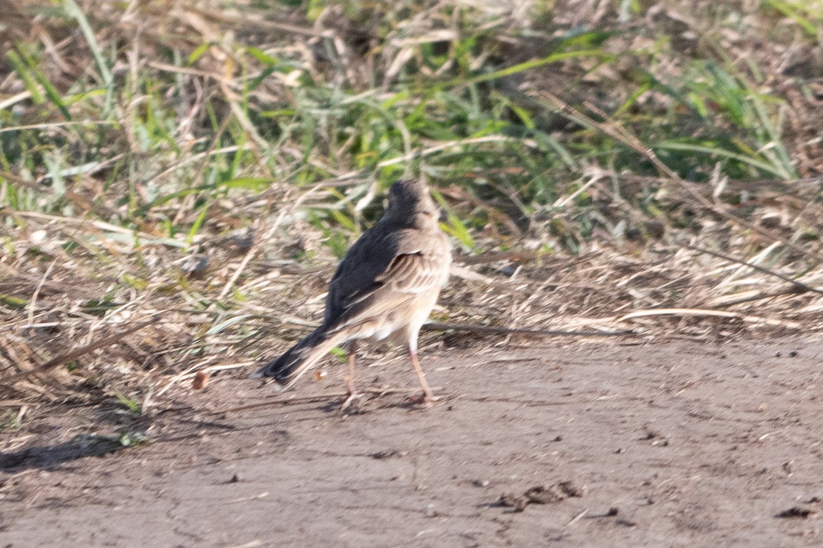 African Pipit - ML642871176
