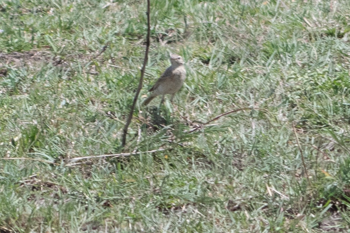 African Pipit - ML642871178