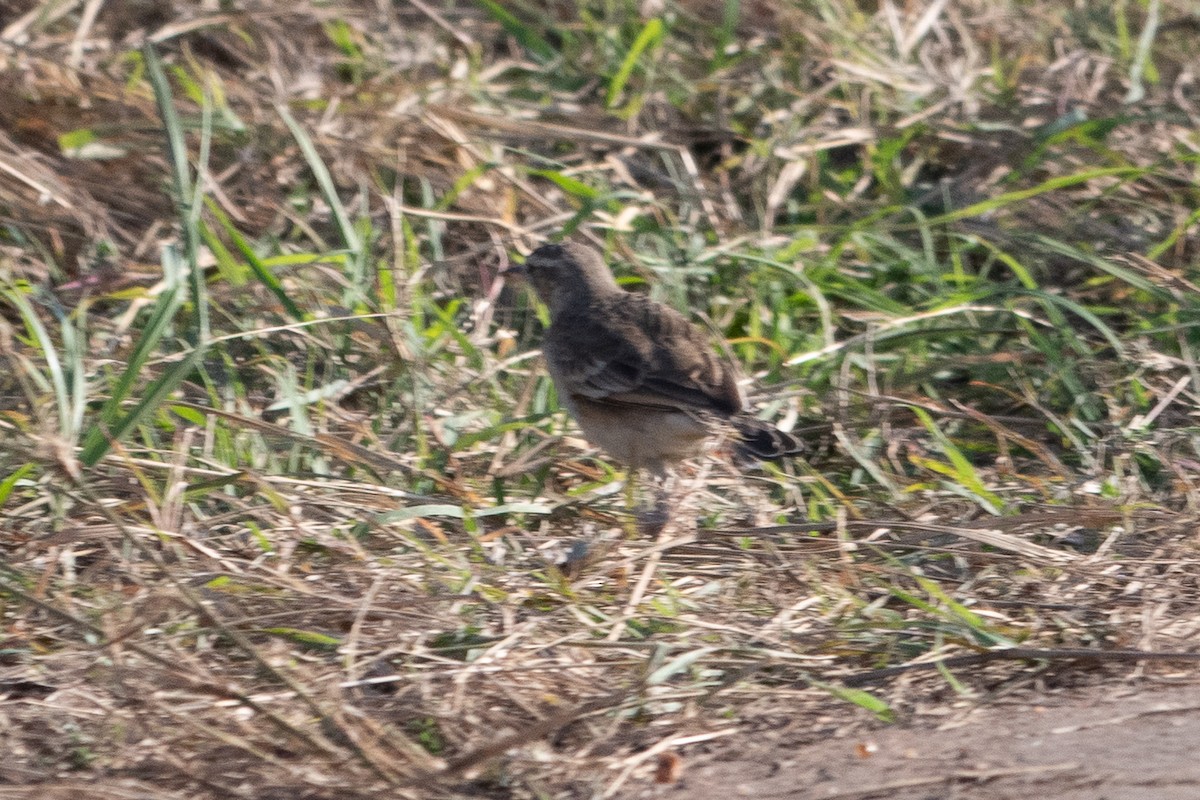 African Pipit - ML642871179