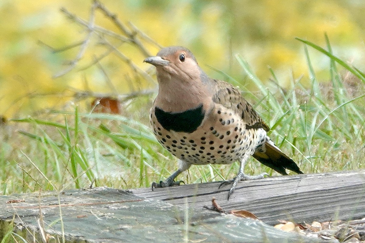 Northern Flicker - ML642871181