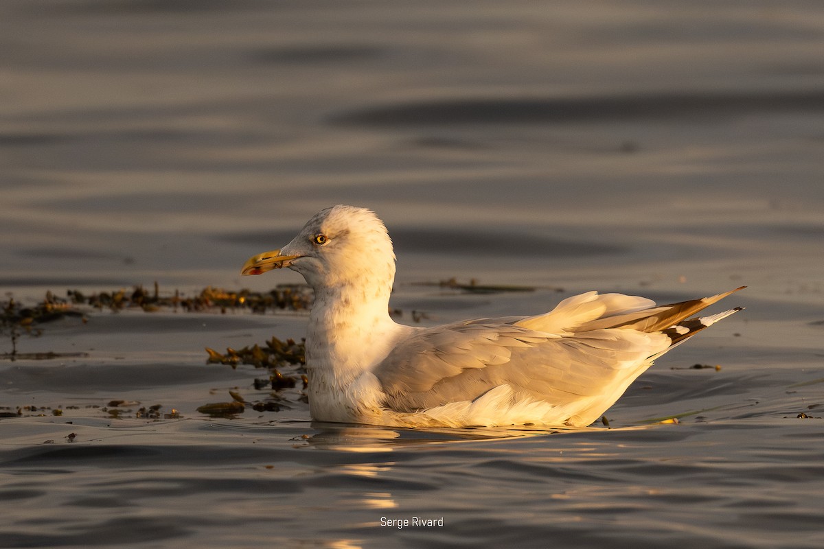 American Herring Gull - ML642871184
