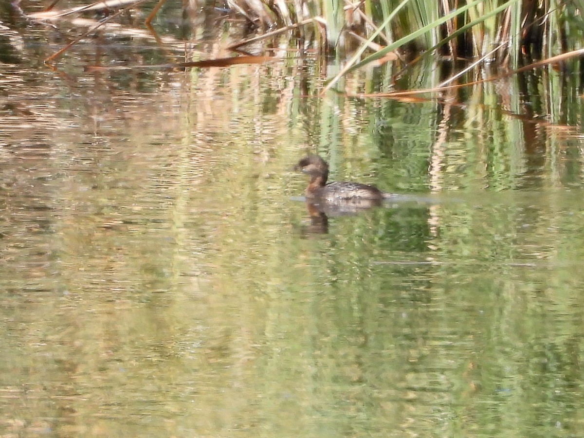 Pied-billed Grebe - ML642871185