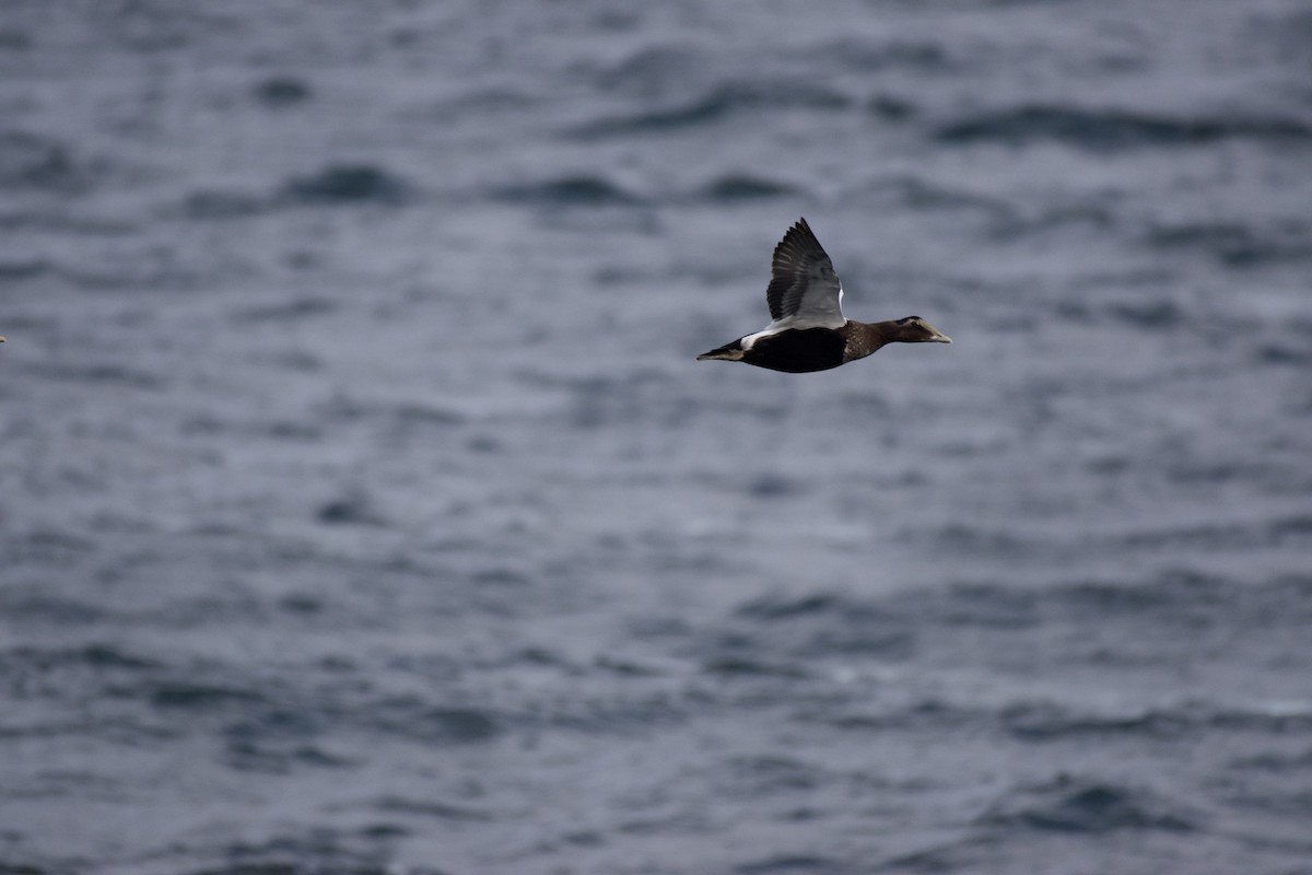 Common Eider - ML642871186