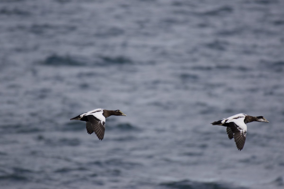 Common Eider - ML642871187