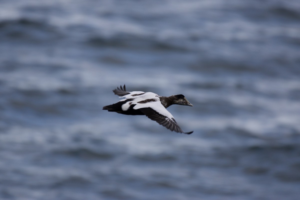 Common Eider - ML642871188