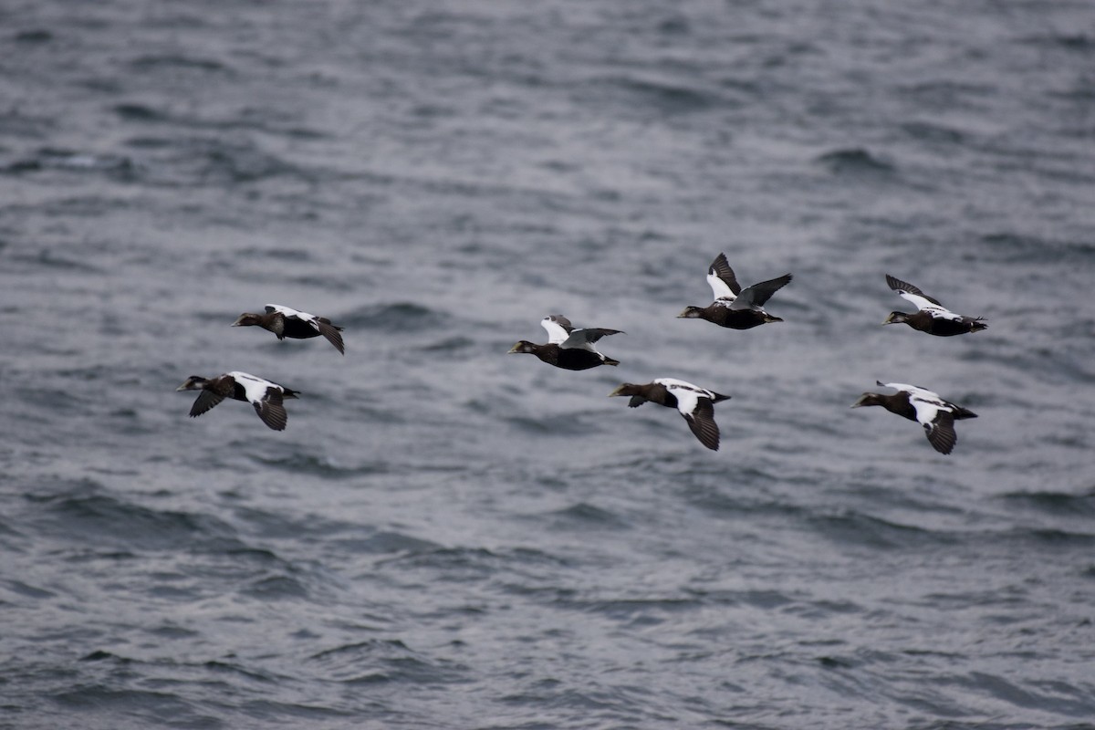 Common Eider - ML642871189