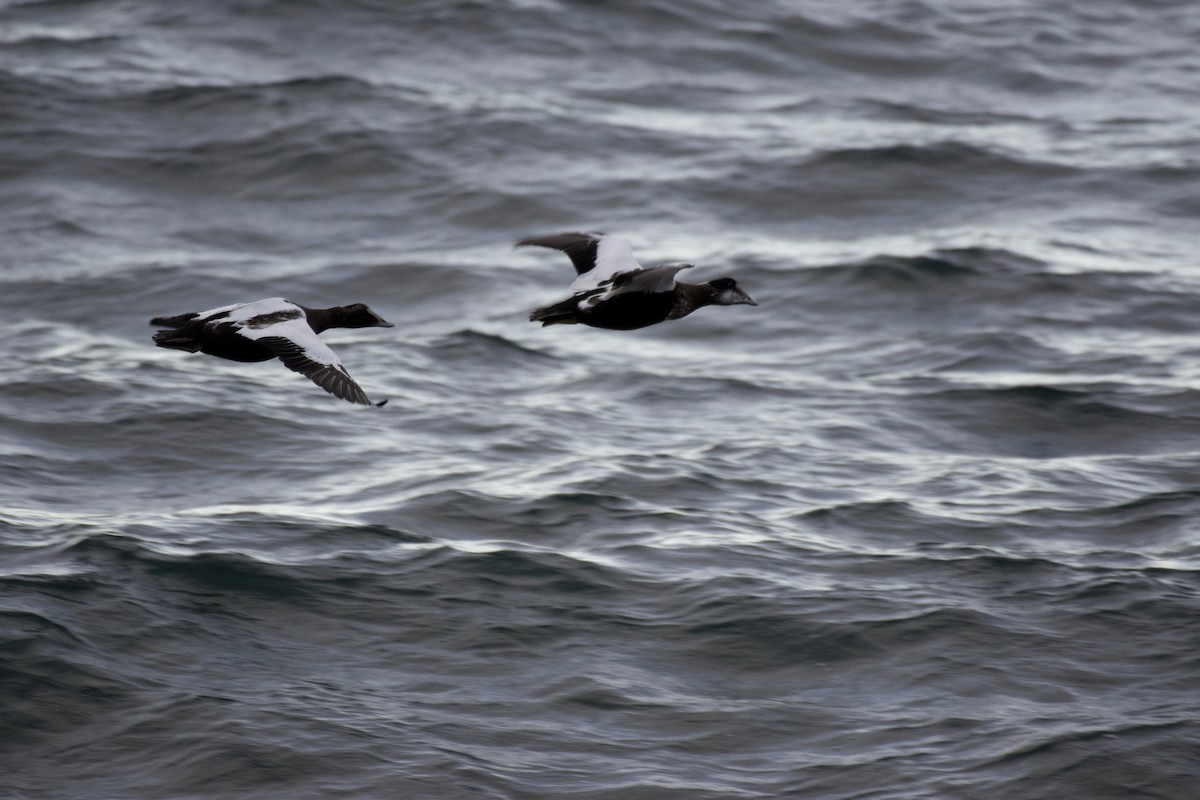Common Eider - ML642871191