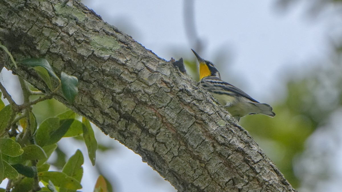 Yellow-throated Warbler - ML642871192