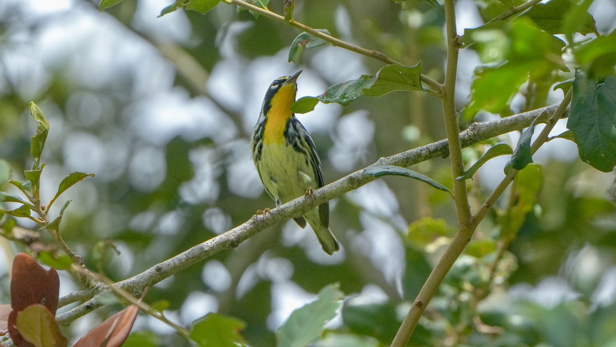 Yellow-throated Warbler - ML642871194