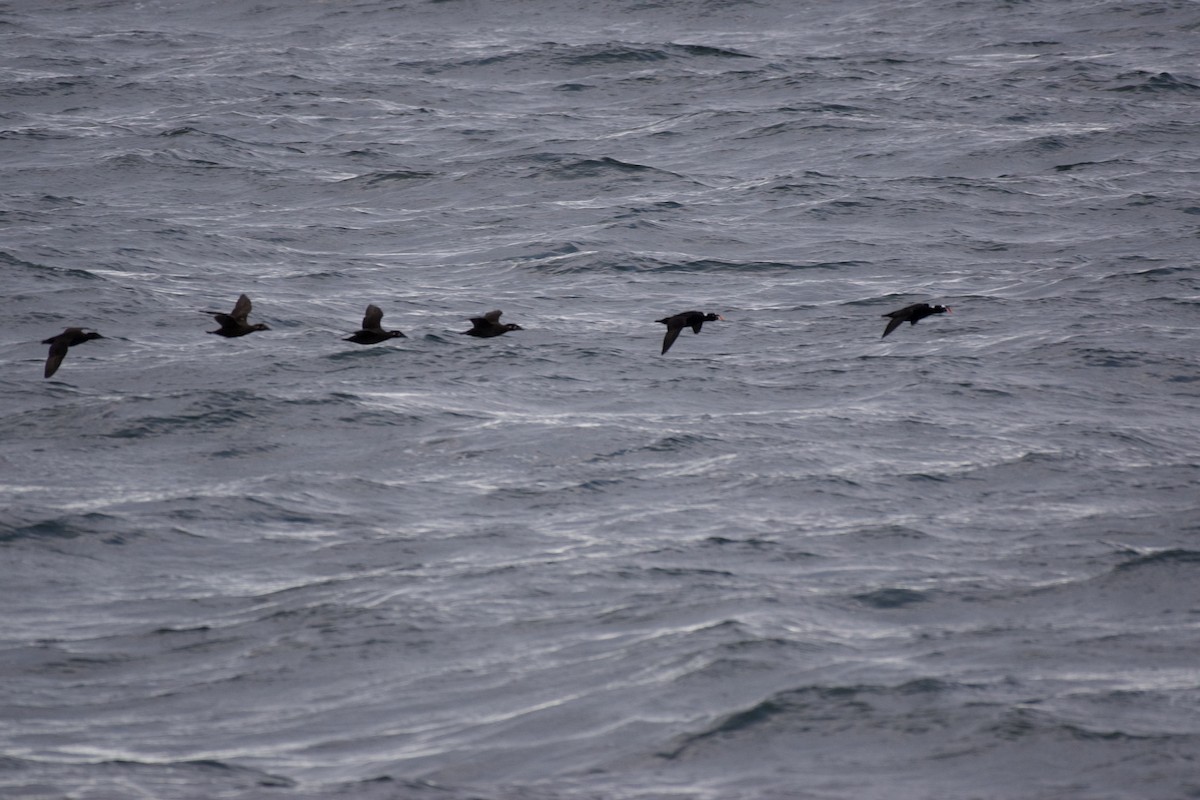Surf Scoter - ML642871195