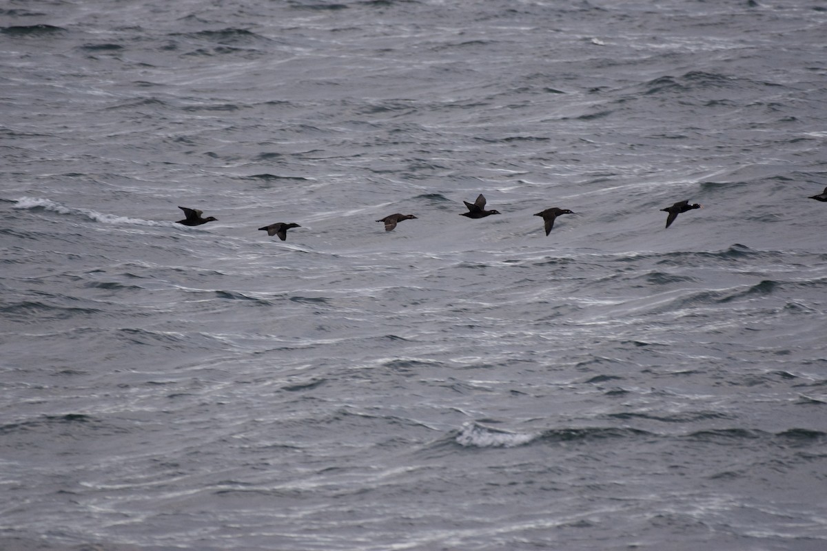 Surf Scoter - ML642871196