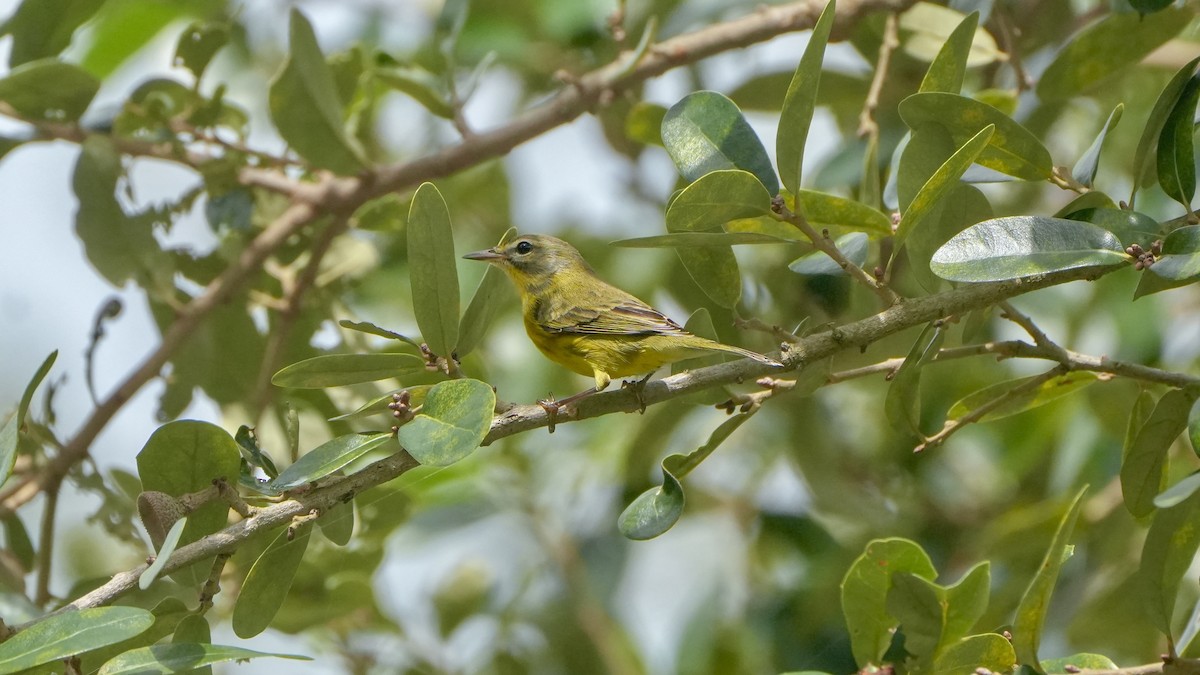Prairie Warbler - ML642871198