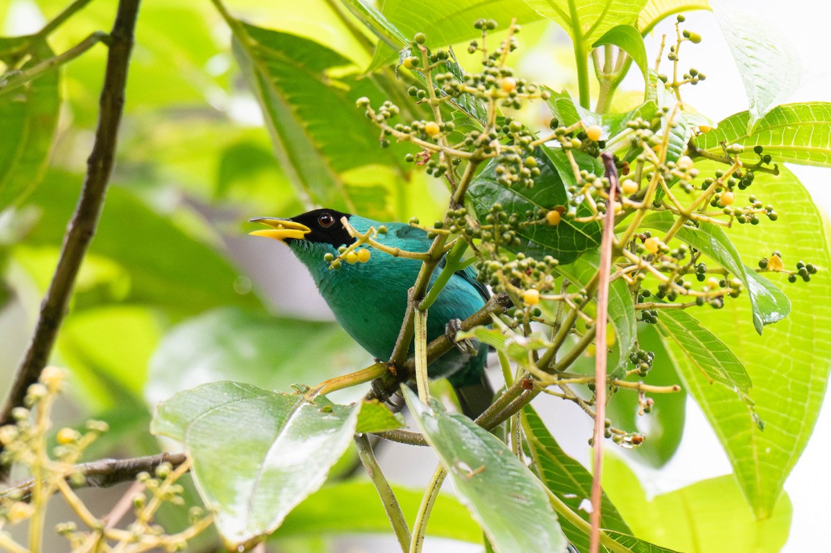 Green Honeycreeper - ML642871202