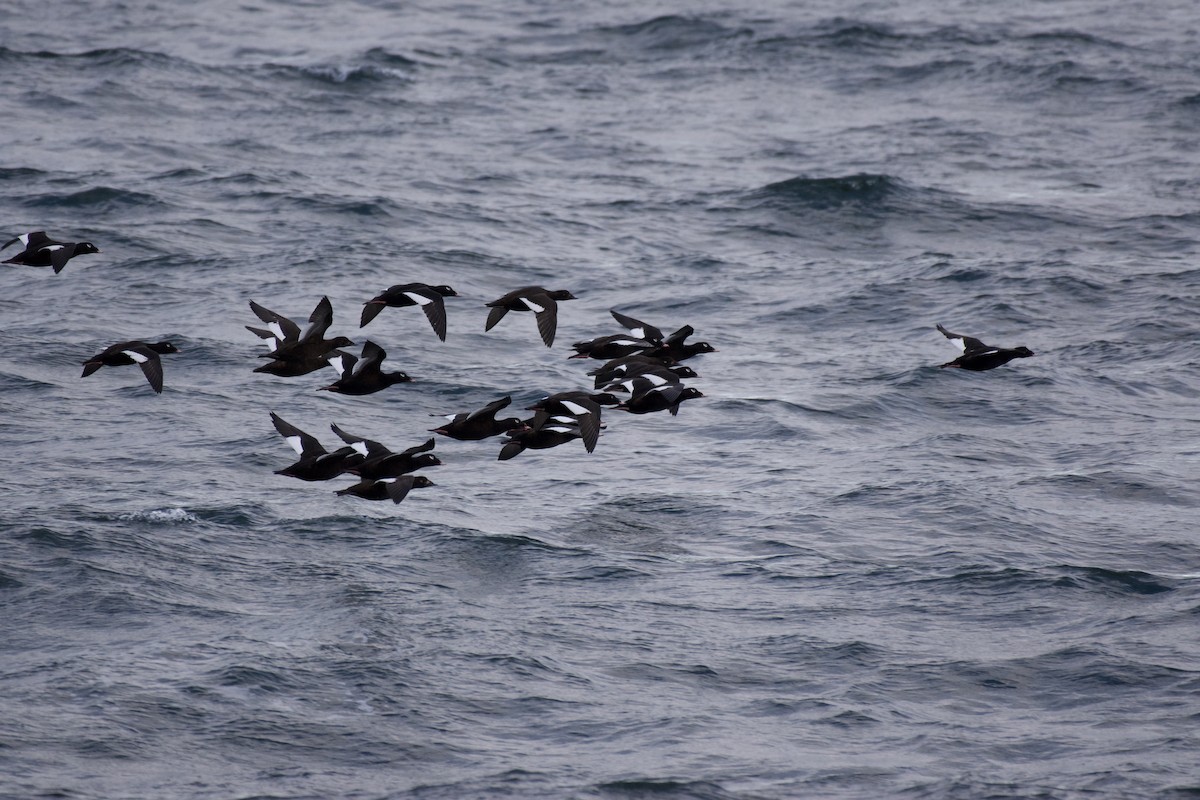 White-winged Scoter - ML642871203