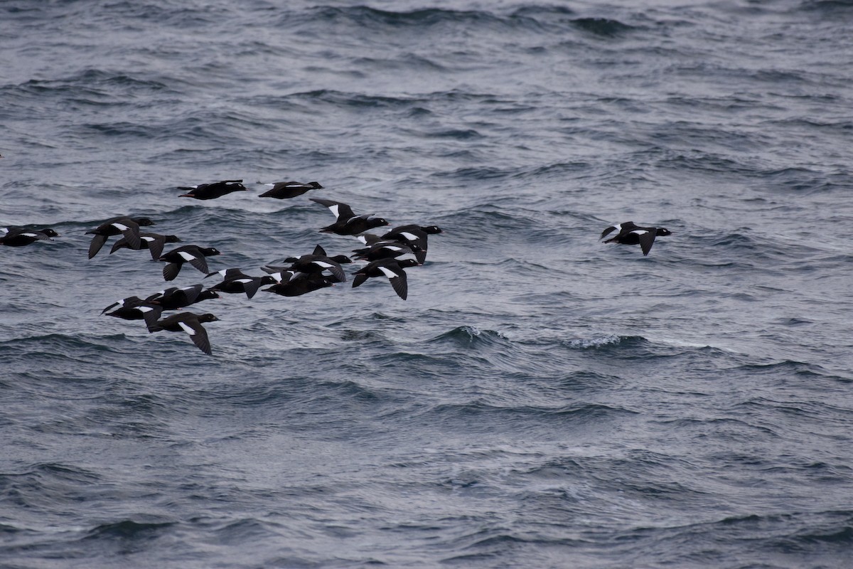 White-winged Scoter - ML642871204