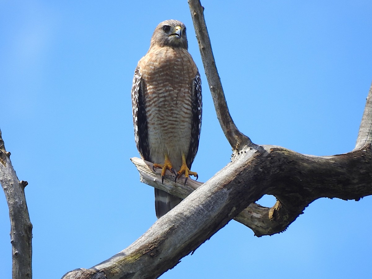 Red-shouldered Hawk - ML642871206