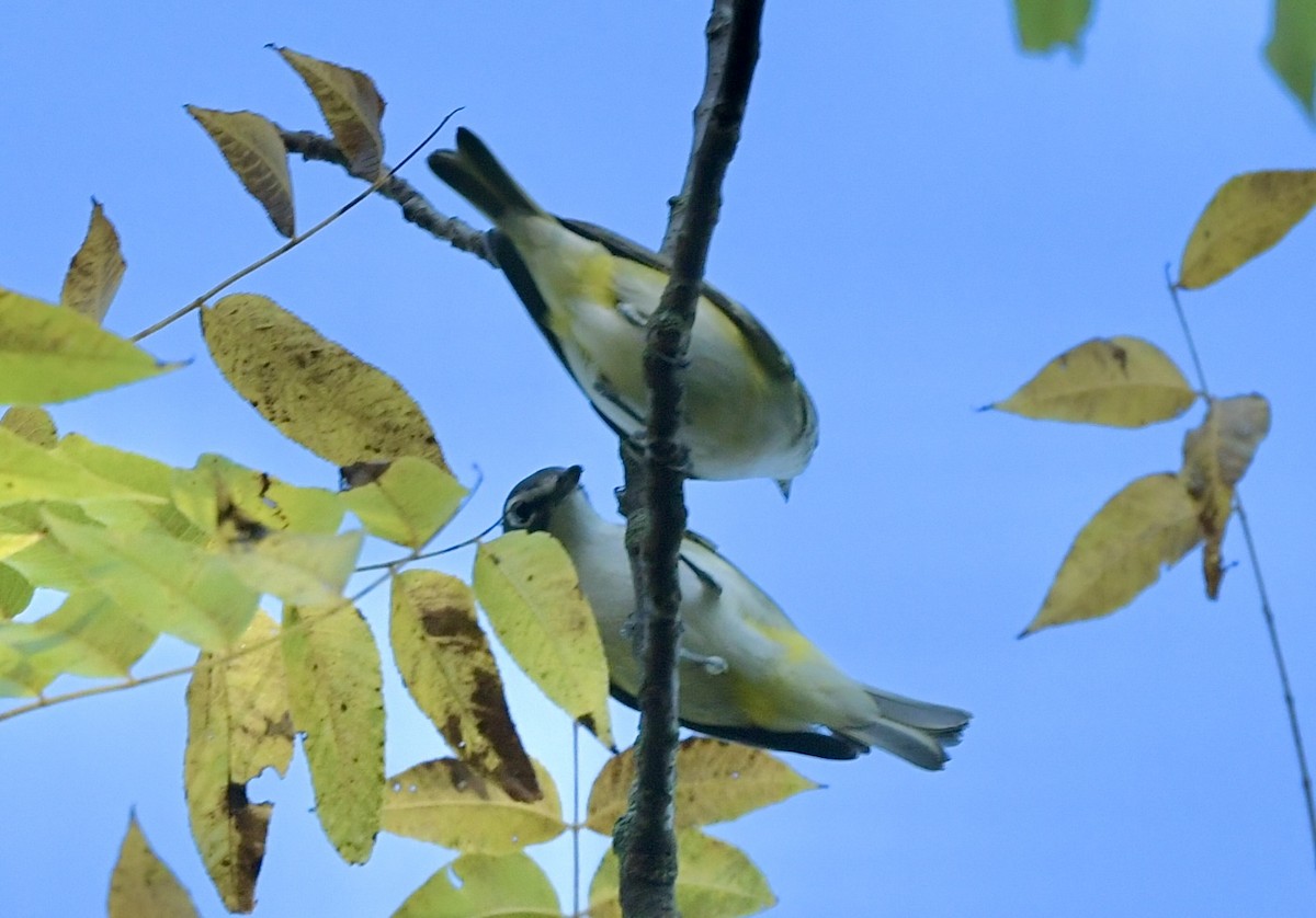 Blue-headed Vireo - ML642871209