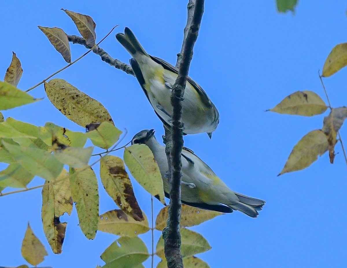 Blue-headed Vireo - ML642871210