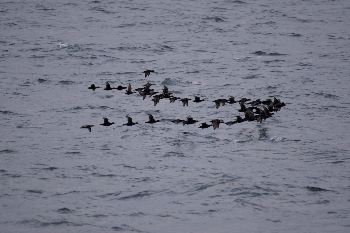 Black Scoter - ML642871214