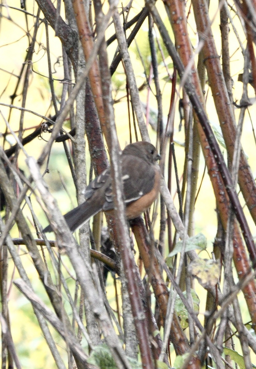 Eastern Towhee - ML642871216