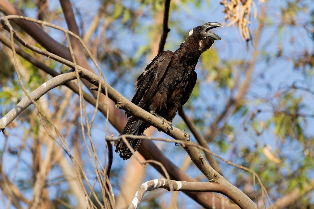 Thick-billed Raven - ML642871225
