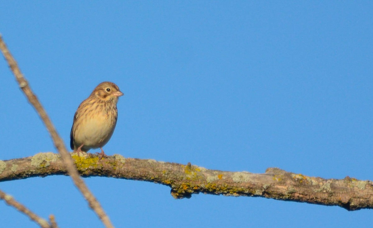 Vesper Sparrow - ML642871226