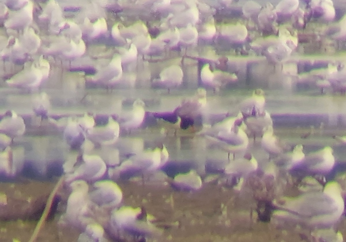 Eurasian Oystercatcher - ML642871227
