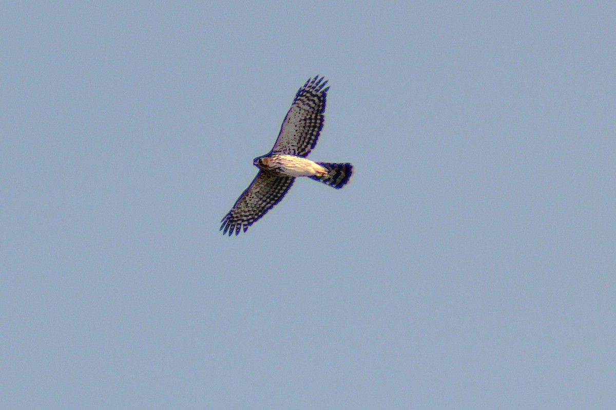 Red-tailed Hawk - ML642871230