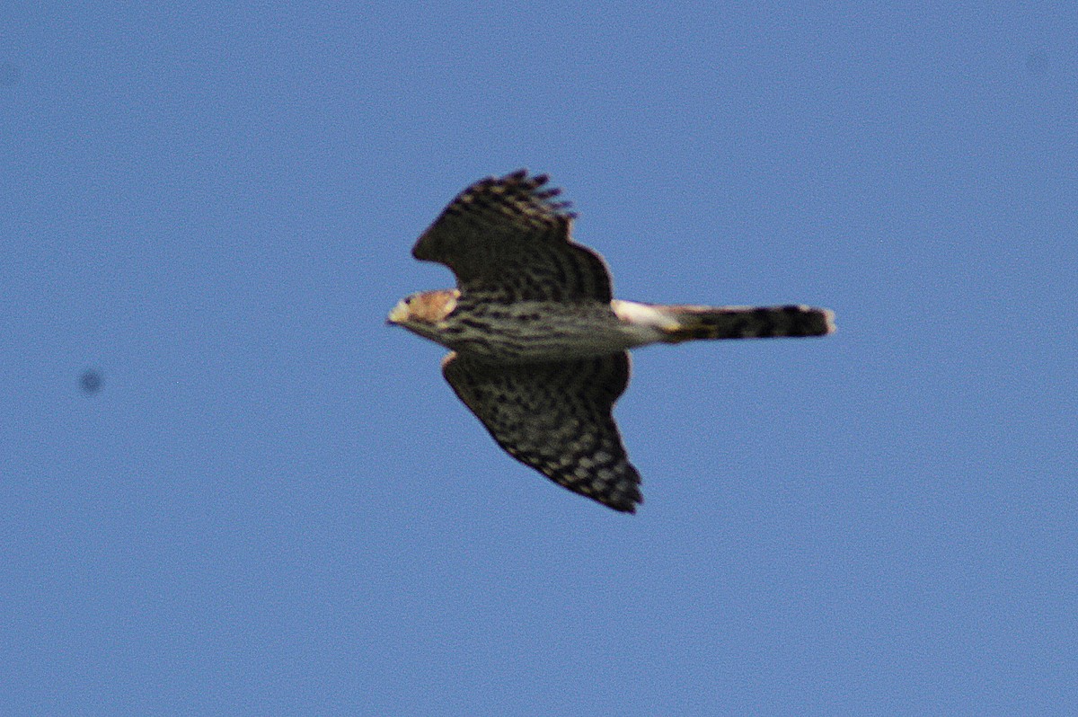 Red-tailed Hawk - ML642871231