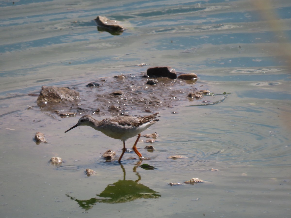 Wilson's Phalarope - ML642871232