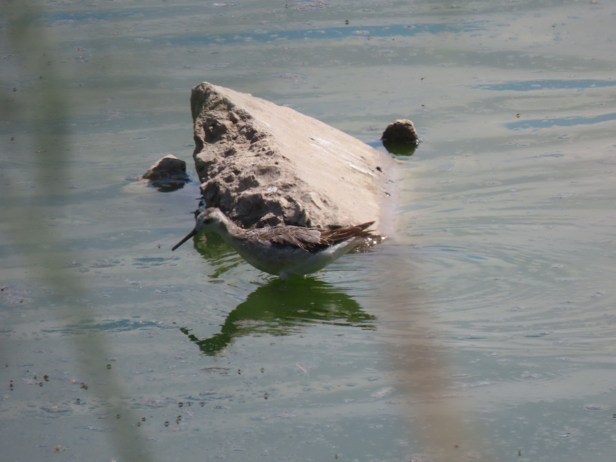 Wilson's Phalarope - ML642871233