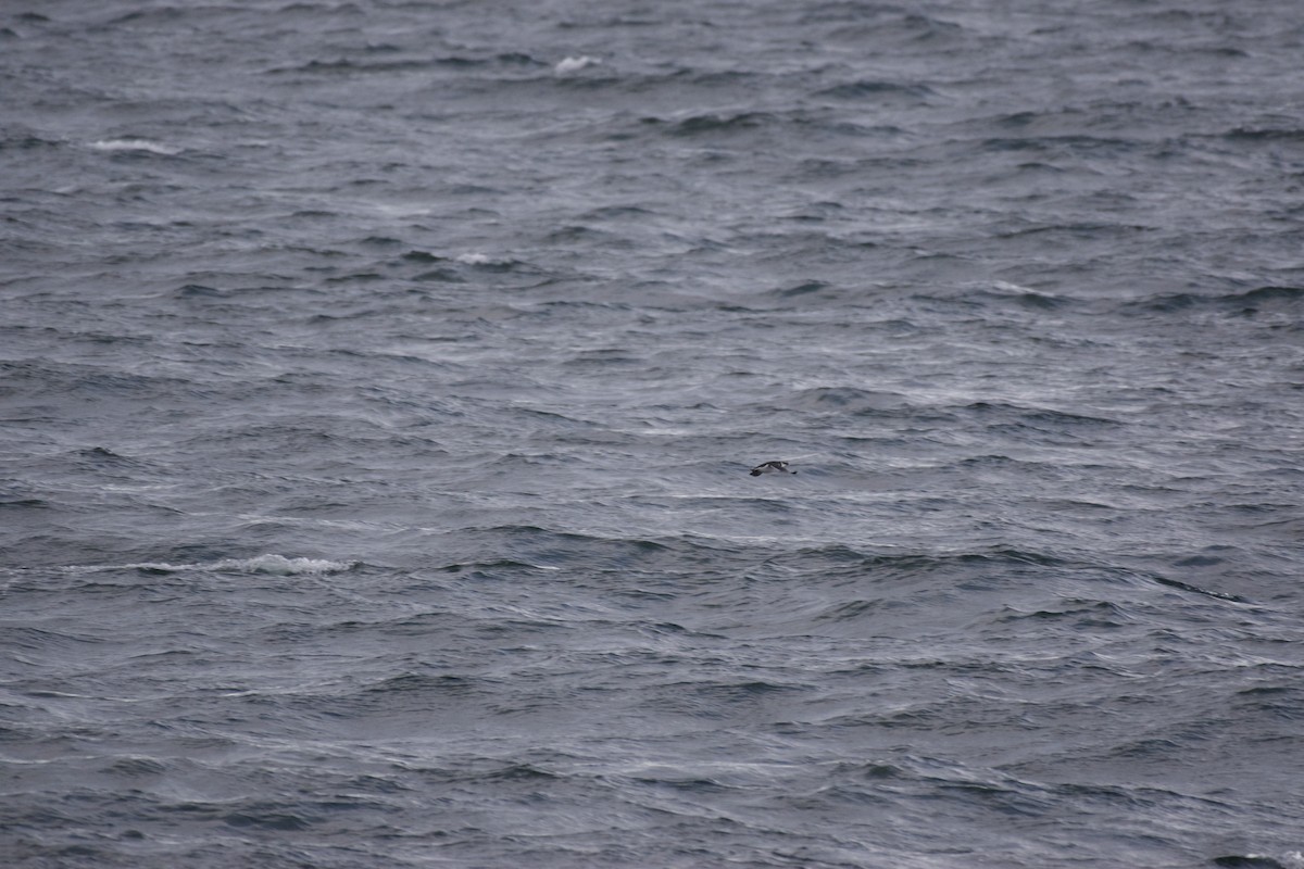 Razorbill - ML642871235