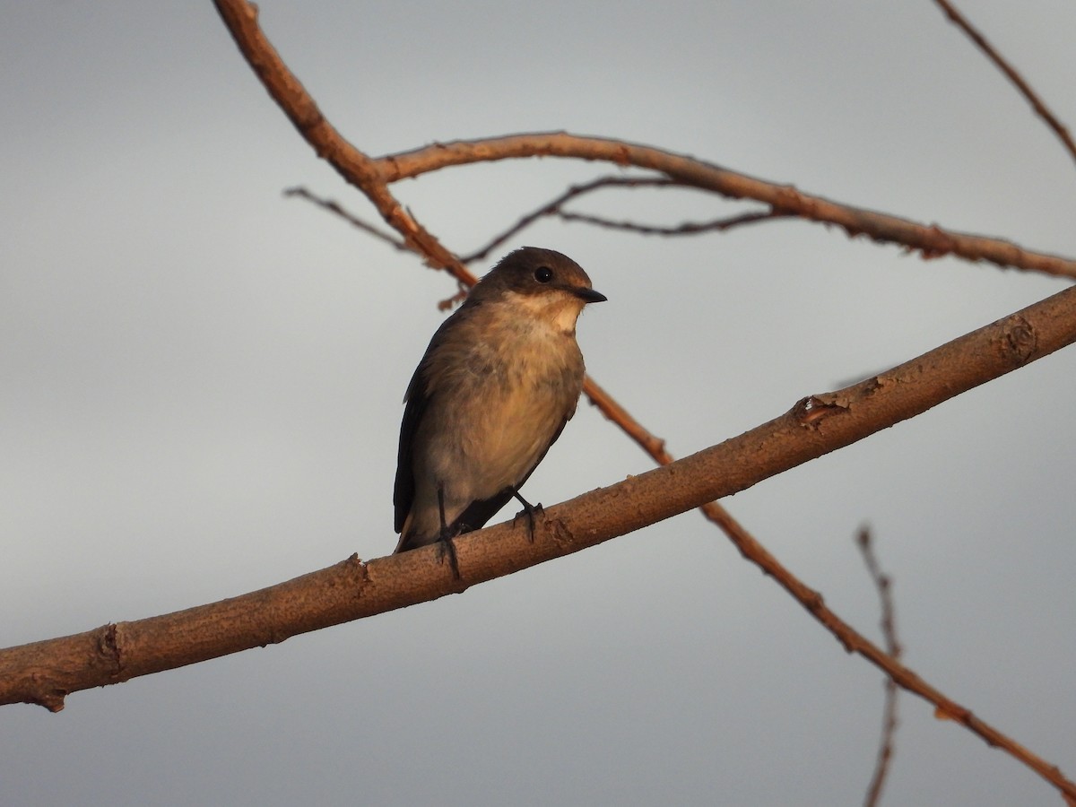 European Pied Flycatcher - ML642871236