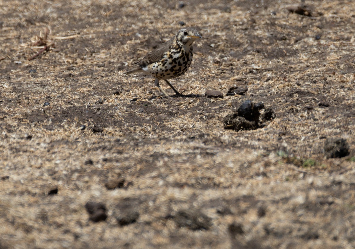 Ethiopian Thrush - ML642871237
