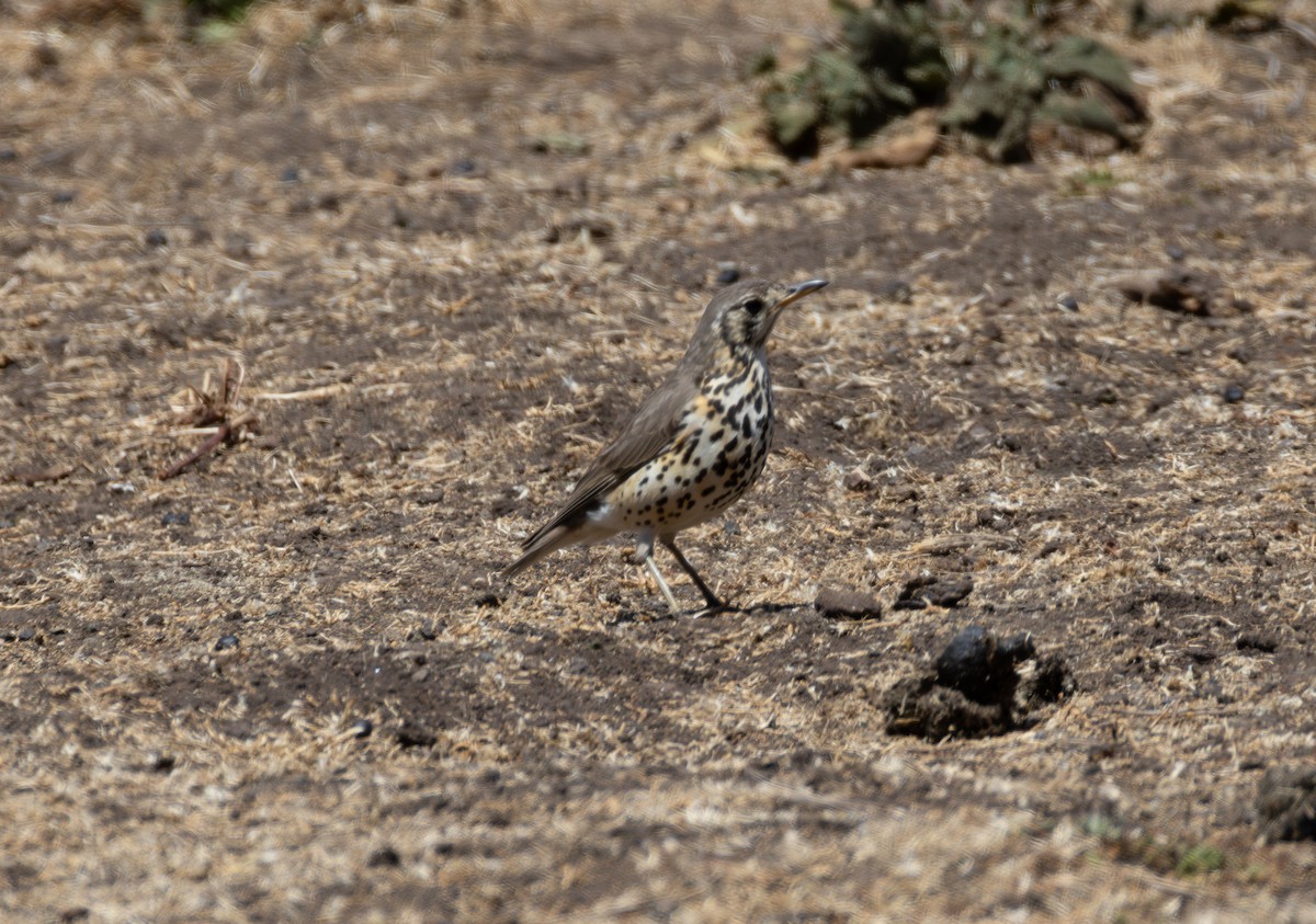 Ethiopian Thrush - ML642871238