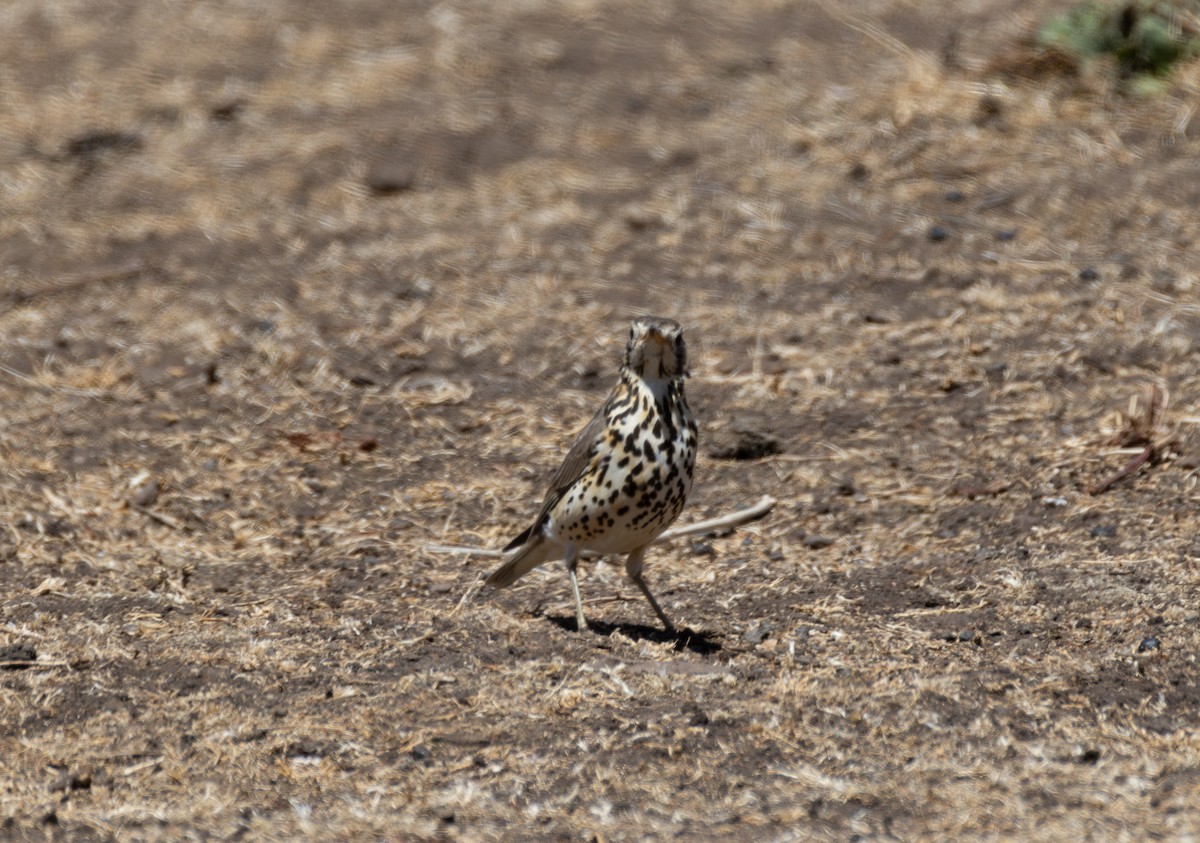 Ethiopian Thrush - ML642871239